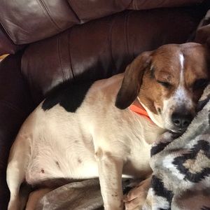 Meet your Posher, Alice